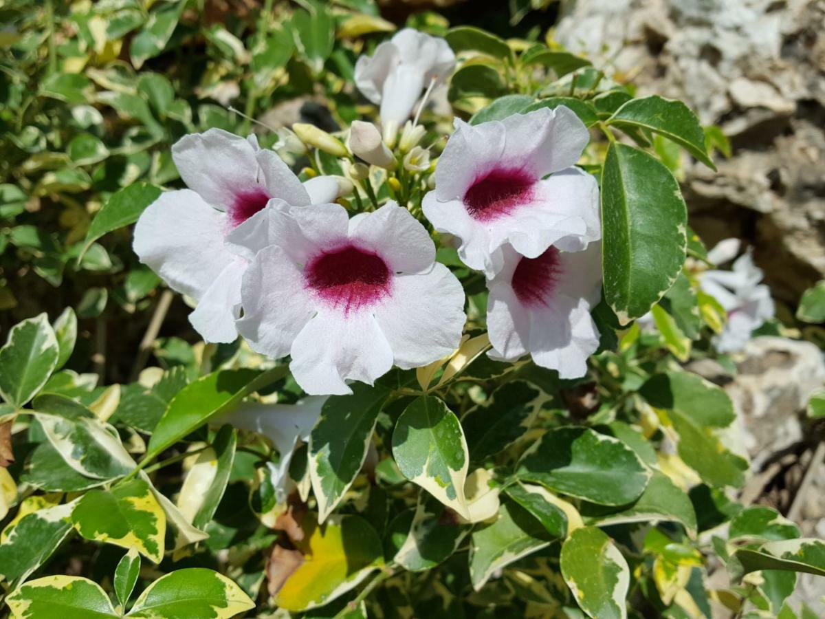 טבעון Villa Tivon מראה חיצוני תמונה